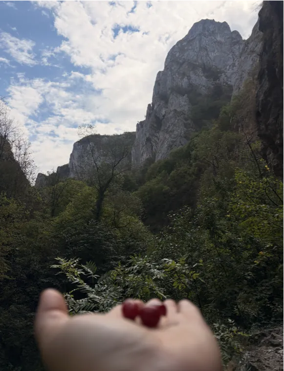 An open hand holding freshly picked wild berries, with limestone cliffs and forest behind